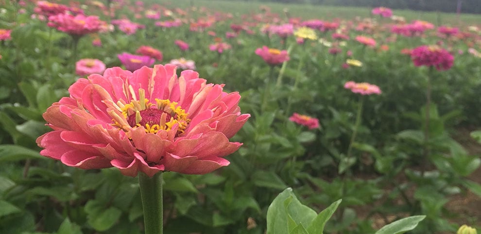 Paul Wood supports American flower growers.